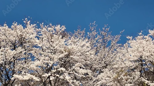 風に揺れる阿蘇の桜