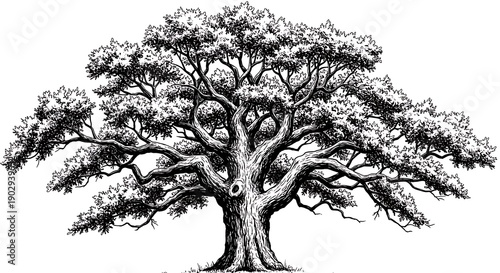 Ancient Ink: A Legacy in Branches