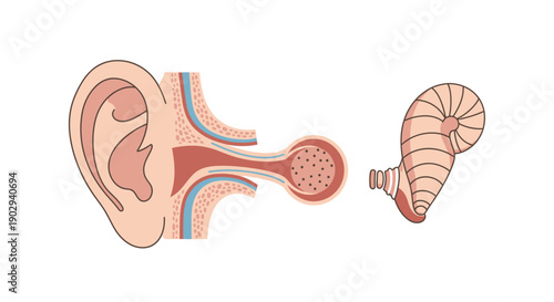 Human Ear Anatomy And Cochlea Diagram For Audiology And Hearing Education