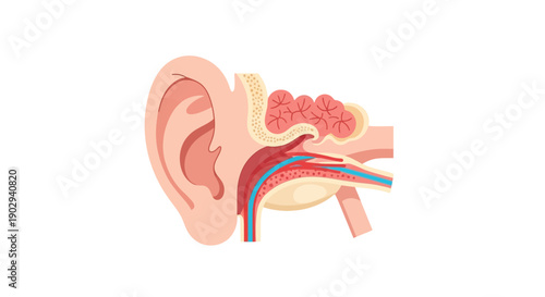 Detailed Medical Illustration of Human Ear Anatomy Showing Internal Structures