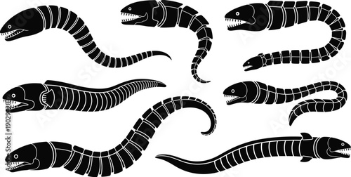 Black and white eel with sharp teeth eels fish sea creatures