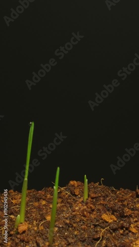 Young wheat plant sprouting from the ground in natural light, representing hope and renewal.