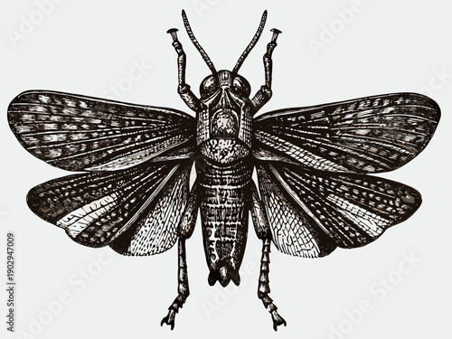 Vintage engraving of a grasshopper with detailed wing and leg patterns