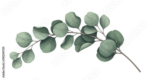 A delicate watercolor illustration of a eucalyptus branch with round, sage-green leaves.