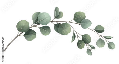 A delicate watercolor illustration of a eucalyptus branch with its signature round, dusty green leaves.