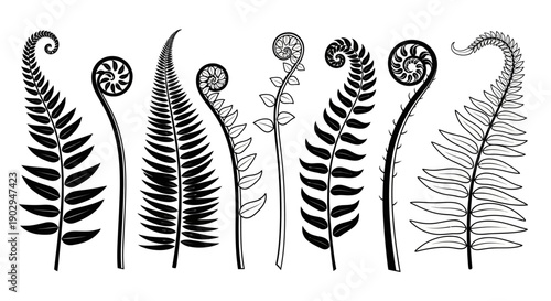 Black and white illustration of various fern fronds and fiddleheads in different stages of unfurling.