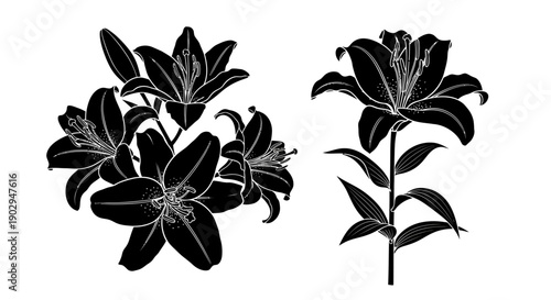 Black silhouettes of lily flowers, one a cluster and one a single bloom on a stem, depicted in a graphic, vector art style.