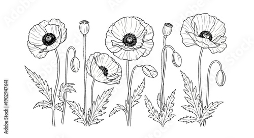 Detailed black and white line art illustration of poppy flowers with buds and leaves on a white background.