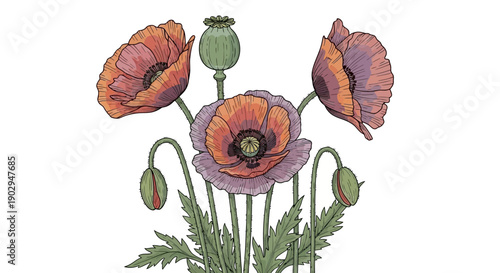 Detailed botanical illustration of vibrant poppy flowers in various stages of bloom, including buds and a seed pod, with green stems and leaves.
