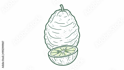 Green line art illustration of a kaffir lime and its slice depicting fresh citrus zest and segments