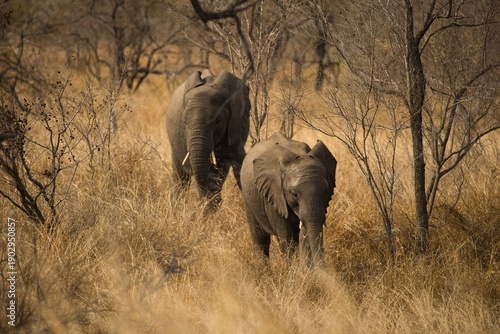 Quadro em tela Elephants with their young in Kruger National Park, South Africa