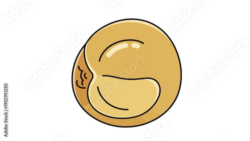 Stylized brown seed or fruit pit illustration with internal lines and a textured side