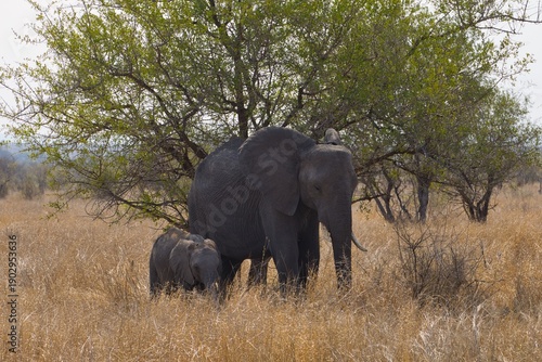 Fotografia Elephants with their young in Kruger National Park, South Africa