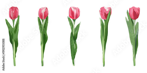 A row of five vibrant pink tulips against a stark black background