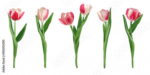 Five tulips in varying stages of bloom against a dark background