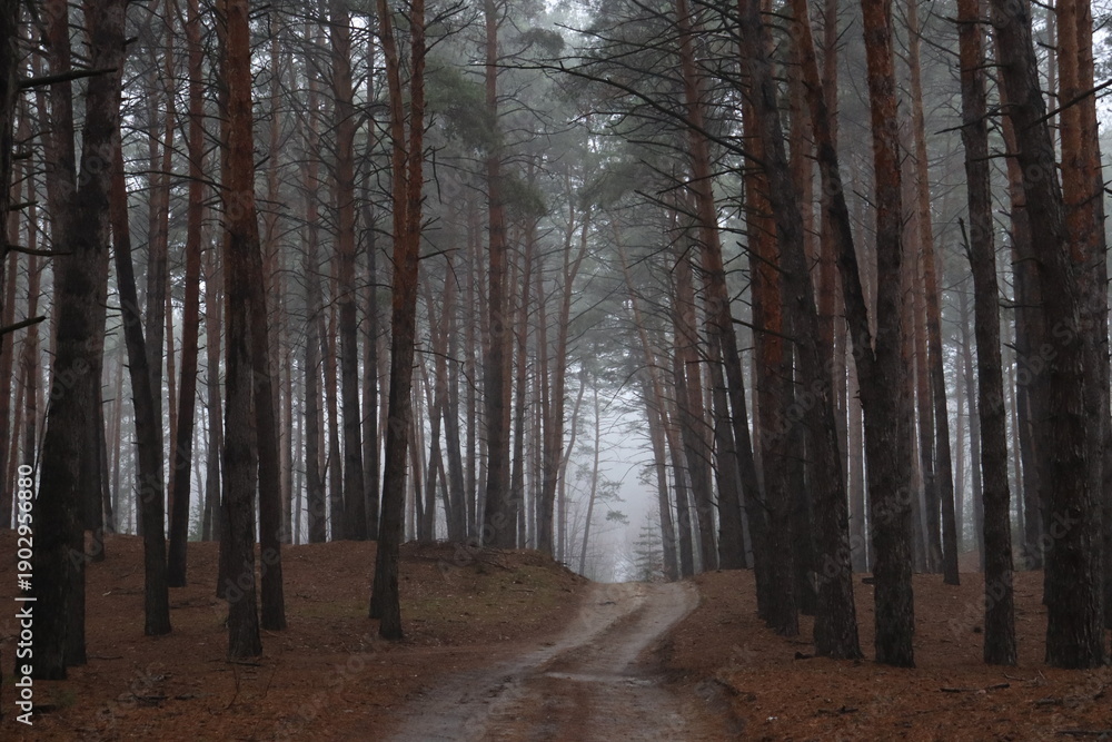 Fototapeta premium Forest road disappearing into fog between pine trees.