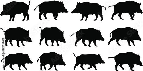 Collection of wild boar silhouettes in multiple walking poses isolated on gray background, wildlife animal illustration set for nature design