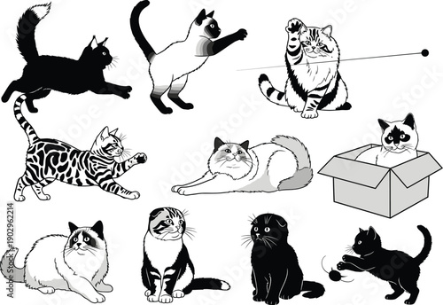 Collection of playful cats in various poses and breeds, illustrated in a clean black and white vector style for graphic design.