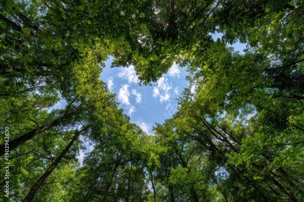 Fototapeta premium A canopy of lush green trees forms a heart shape, framing a blue sky with fluffy clouds above.