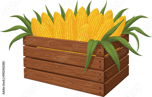 Fresh organic sweet corn cobs in rustic wooden crate basket garden harvest agriculture farm produce vector illustration isolated on white background autumn seasonal food market vegetable