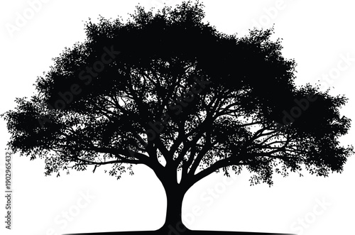 A large tree silhouette with sprawling branches and leaves on a white background