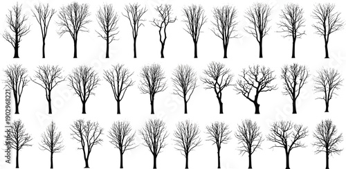 Trees without leaves on a white background