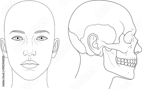Human anatomy illustration showing frontal facial features and lateral skull view, detailed bone structure design for medical educational graphics