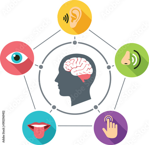 Human brain with five senses icons, sight hearing smell taste touch, connected perception infographic, educational biology vector illustration, learning design graphic