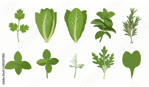 3D realistic kitchen herb vegetables vector set isolated on white background for cooking and food design