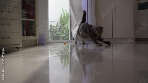 Playful fat tabby cat in sunlit white living room, jumping to chase and dribble a toy ball past camera near breezy curtains and glass door.