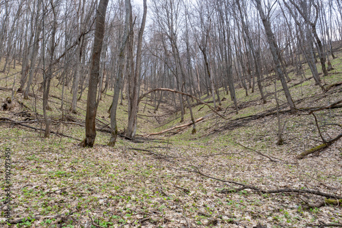 Forest ravine. A deep ravine in the forest in early spring.