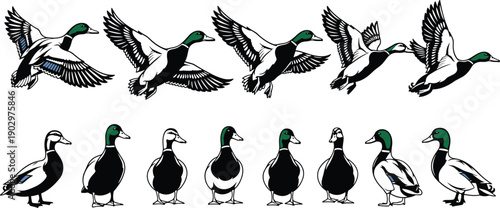 Mallard duck illustration set showing flying and standing poses, wildlife bird collection in detailed vector style, perfect for nature themes, waterfowl designs, education, and graphic projects