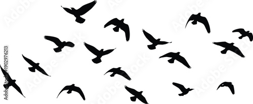 Silhouettes of flying birds in dynamic formation isolated on white background, minimalist wildlife concept showing freedom, motion, migration, and abstract nature design