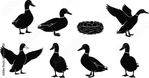 Black and white duck silhouettes set showing flying standing walking nesting poses isolated minimal flat vector illustration for wildlife and farm concepts