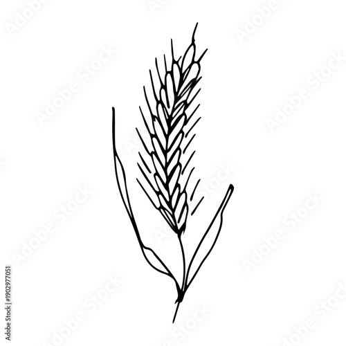 Hand drawn cereal wheat oat rye barley rice ears spikelet clipart Organic wheat bread agriculture farming harvest healthy food Single element for print packaging label design decor