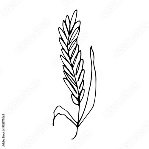 Hand drawn cereal wheat oat rye barley rice ears spikelet clipart Organic wheat bread agriculture farming harvest healthy food Single element for print packaging label design decor