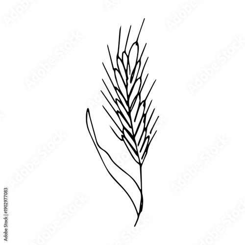 Hand drawn cereal wheat oat rye barley rice ears spikelet clipart Organic wheat bread agriculture farming harvest healthy food Single element for print packaging label design decor