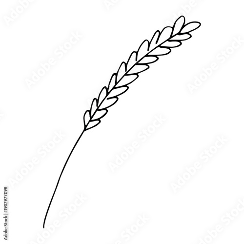 Hand drawn cereal wheat oat rye barley rice ears spikelet clipart Organic wheat bread agriculture farming harvest healthy food Single element for print packaging label design decor