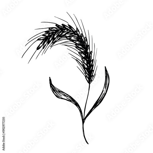 Hand drawn cereal wheat oat rye barley rice ears spikelet clipart Organic wheat bread agriculture farming harvest healthy food Single element for print packaging label design decor