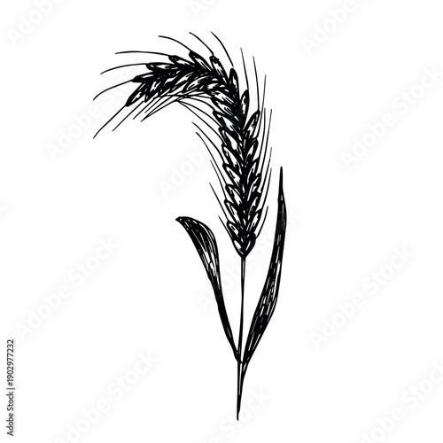 Hand drawn cereal wheat oat rye barley rice ears spikelet clipart Organic wheat bread agriculture farming harvest healthy food Single element for print packaging label design decor