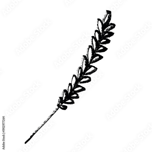 Hand drawn cereal wheat oat rye barley rice ears spikelet clipart Organic wheat bread agriculture farming harvest healthy food Single element for print packaging label design decor