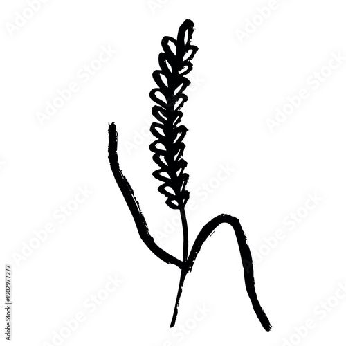 Hand drawn cereal wheat oat rye barley rice ears spikelet clipart Organic wheat bread agriculture farming harvest healthy food Single element for print packaging label design decor