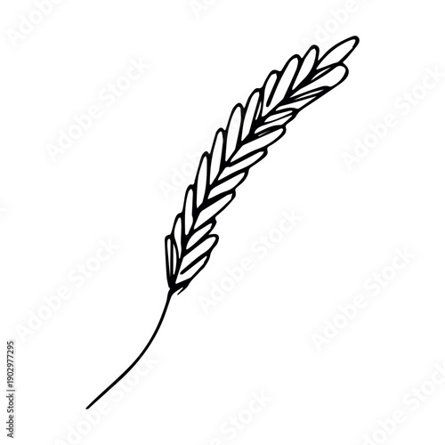 Hand drawn cereal wheat oat rye barley rice ears spikelet clipart Organic wheat bread agriculture farming harvest healthy food Single element for print packaging label design decor