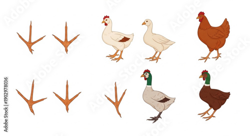 Collection of Chicken and Duck Footprints and Birds.
