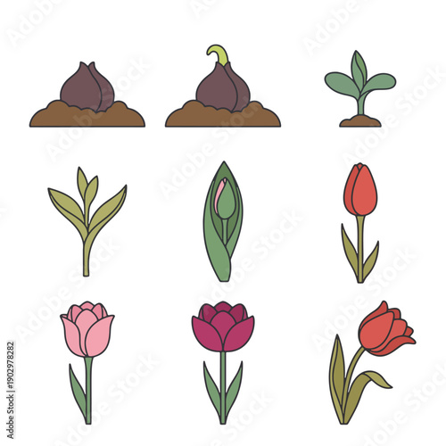 Tulip Flower Growth Stages Flat Vector Illustration Set