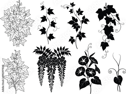 Decorative vine and leaf vector illustration set featuring ivy, wisteria, and morning glory plants, elegant botanical floral silhouette elements design collection
