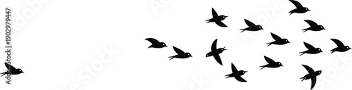 Black Bird Silhouettes Flying in a Group with One Leader Following Behind, Vector Illustration of Leadership and Individualism Concept Art