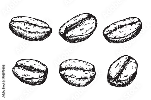 Set of hand drawn fresh roasted coffee bean Arabica robusta seed doodle Single element for design print packaging label decor