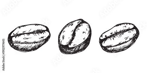 Set of hand drawn fresh roasted coffee bean Arabica robusta seed doodle Single element for design print packaging label decor