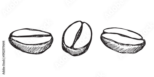 Set of hand drawn fresh roasted coffee bean Arabica robusta seed doodle Single element for design print packaging label decor